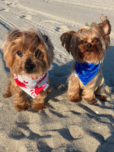 Load image into Gallery viewer, Toretto and Coco sitting together wearing reversible summer dog bandanas
