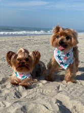 Load image into Gallery viewer, Toretto and Coco modeling matching beach-themed dog bandanas