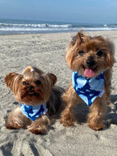 Load image into Gallery viewer, Toretto and Coco modeling matching beach-themed dog bandanas

