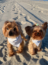 Load image into Gallery viewer, Toretto and Coco modeling matching beach-themed dog bandanas
